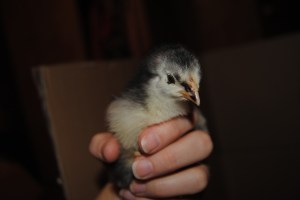 chicks 003