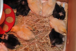 chicks 019