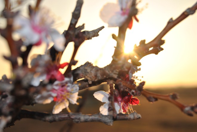 morning cows etc 025