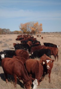 cakeline Not yearlings, but cows in a cake line